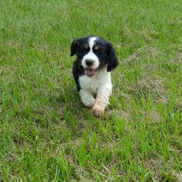 English Springer Spaniel Puppies from Webster Springers