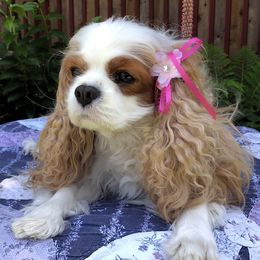 Tandie - Cavalier King Charles Spaniel
