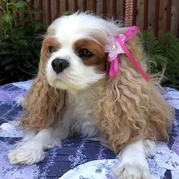 Tandie - Cavalier King Charles Spaniel
