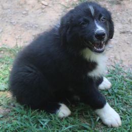 Australian Shepherd Puppies from Moss Cross Creek Aussie’s