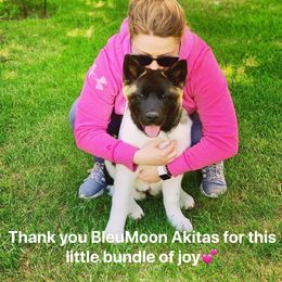 Akita Puppies from BleuMoon Akitas