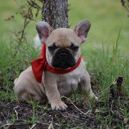 French Bulldog and Toy Fox Terrier Puppies from DaRimi Frenchies & TFT