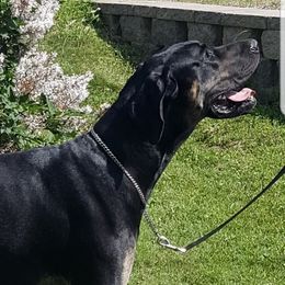 Negan - Great Dane