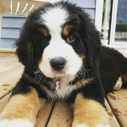 Bernese Mountain Dog Puppies from Pasch’s beautiful bernese