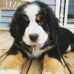 Bernese Mountain Dog Puppies from Pasch’s beautiful bernese