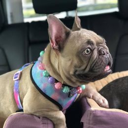 French Bulldog adult dog