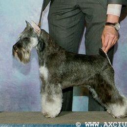 Daizy - Miniature Schnauzer