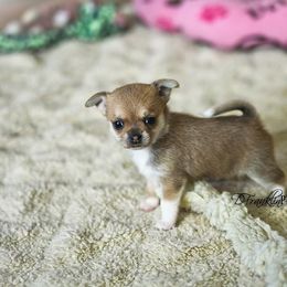 Chihuahua Puppies from Toyville Chihuahuas
