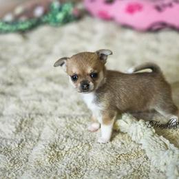 Chihuahua Puppies from Toyville Chihuahuas