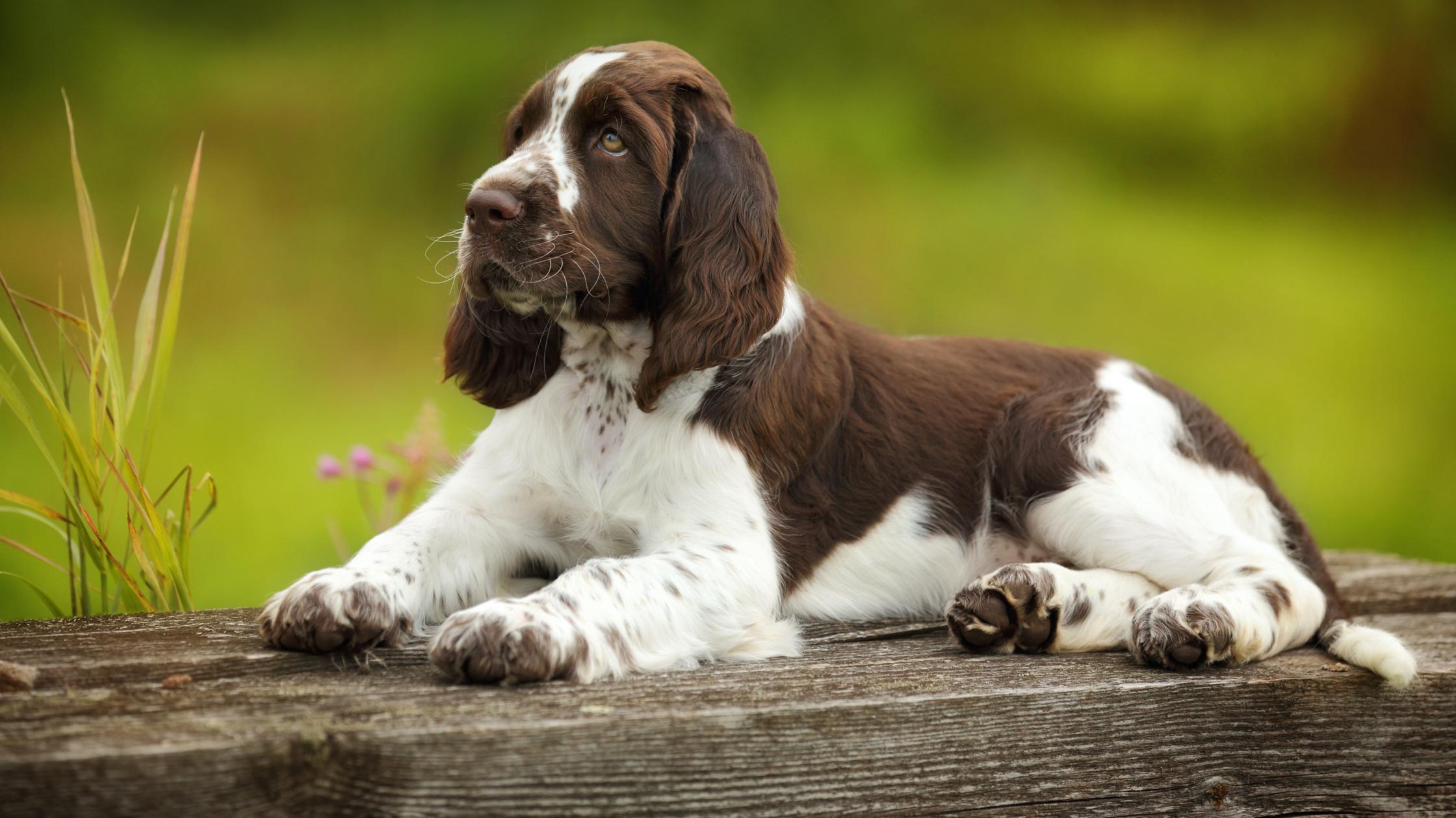 25 cute English Springer Spaniel puppies for sale in Charlotte