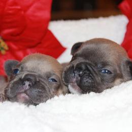 French Bulldog and Pembroke Welsh Corgi Puppies from Laurel Canyon Kennels