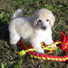Poodle Puppies from DancingCloud Kennels