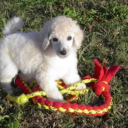 Poodle Puppies from DancingCloud Kennels