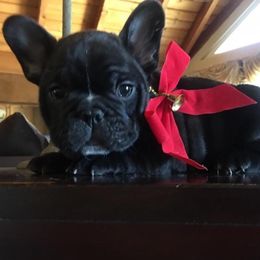 French Bulldog Puppies from Dior Dogs
