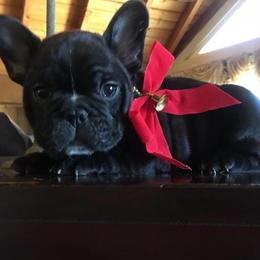 French Bulldog Puppies from Dior Dogs