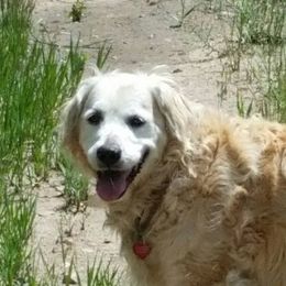 Golden Retriever adult dog