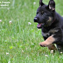 German Shepherd Puppies from Haus Morrisson German Shepherds