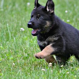 German Shepherd Puppies from Haus Morrisson German Shepherds