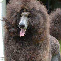 Javier - Standard Poodle