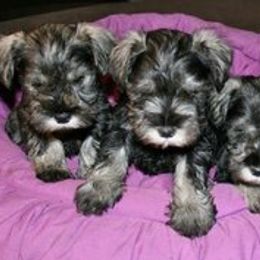 Maplecreek breeder of Havanese, Miniature Schnauzer