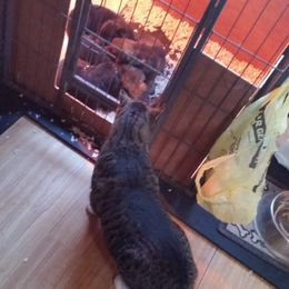 German Shepherd Puppies from von Haus Ulv