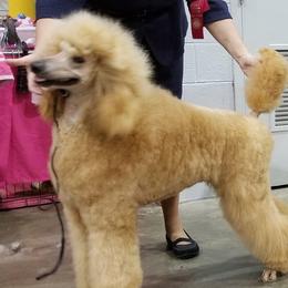 Kade - Poodle