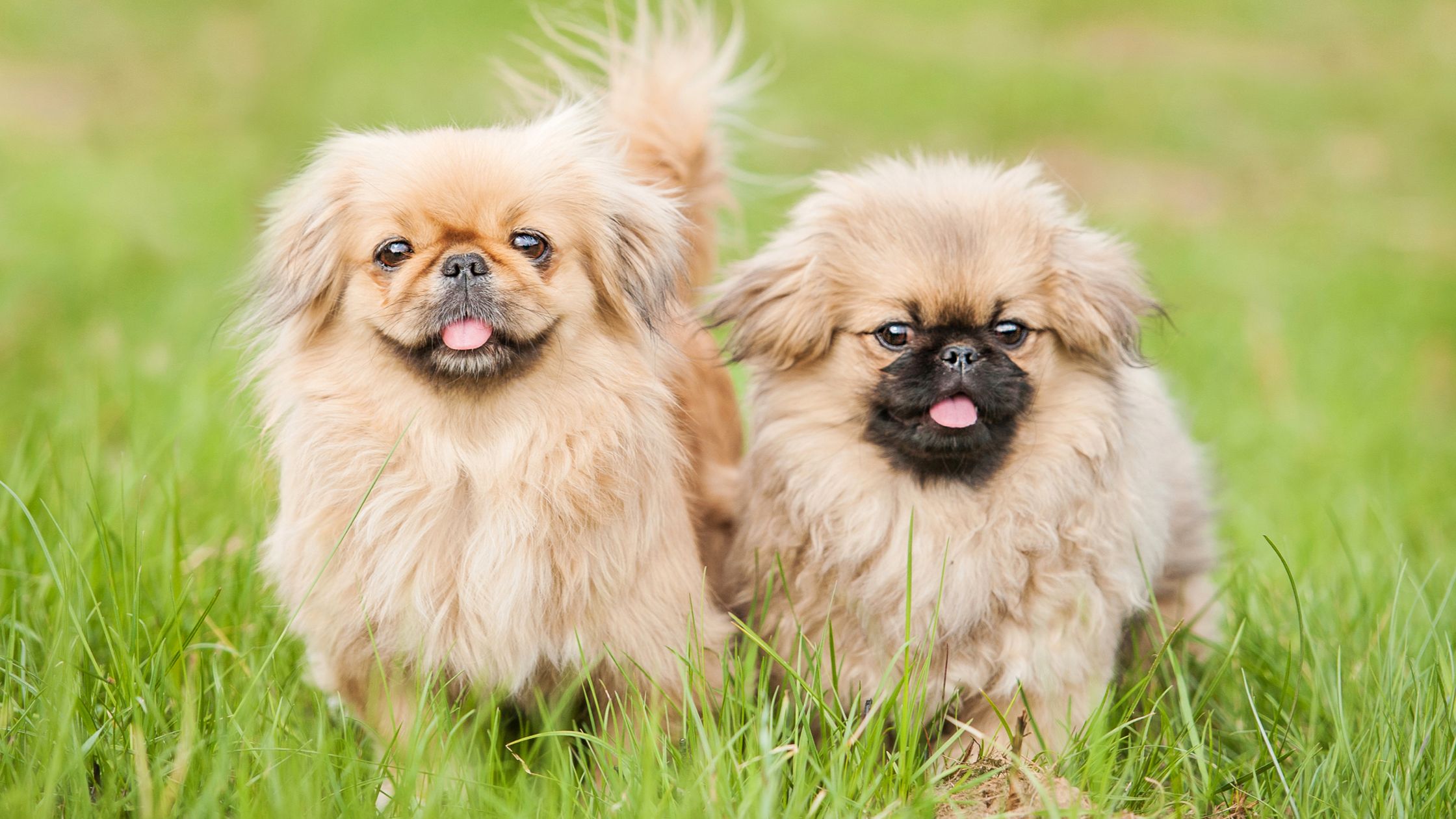 Vanier pekingese 2024