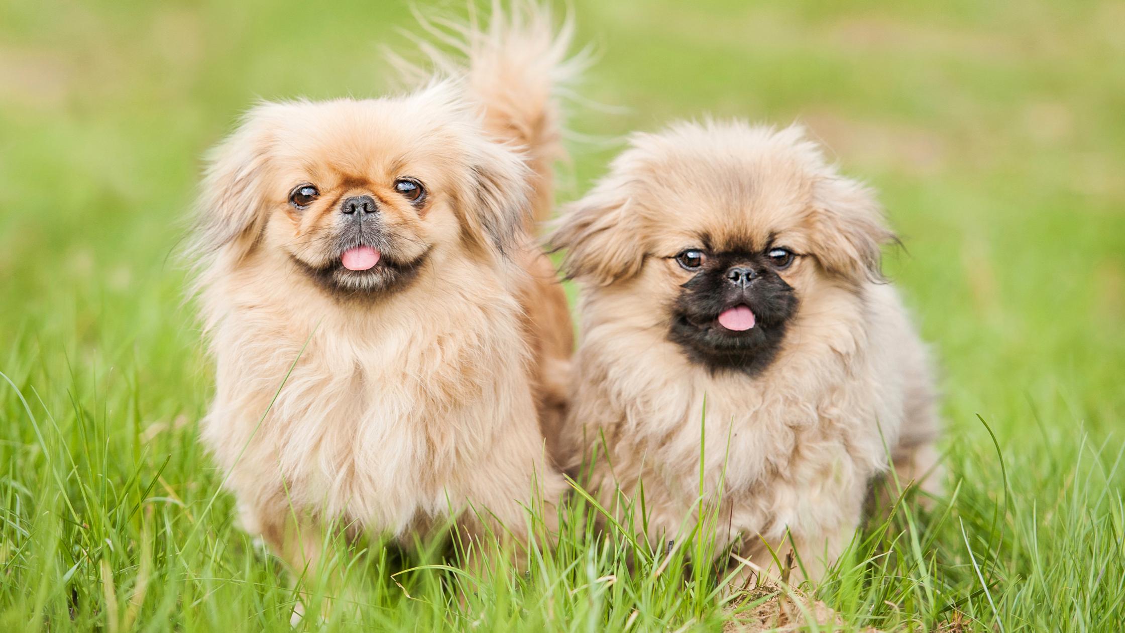 25 cute Pekingese puppies for sale in Cincinnati, Ohio | Good Dog