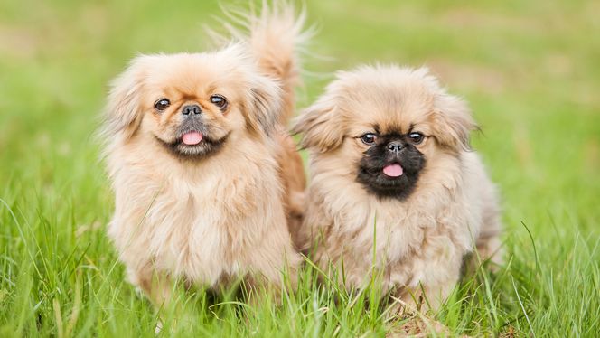 Pekingese