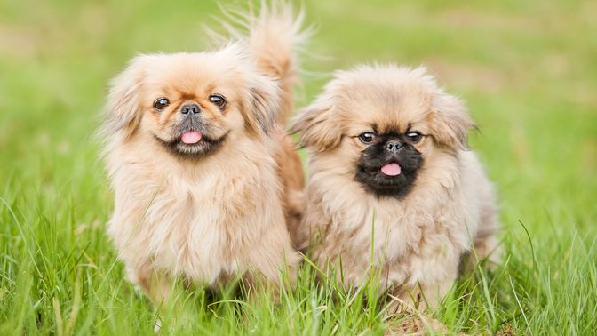 Pekingese