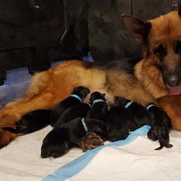 German Shepherd Puppies from Shield Kennels LLC