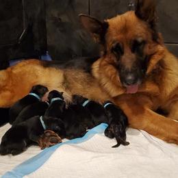 German Shepherd Puppies from Shield Kennels LLC