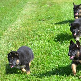 German Shepherd Puppies from Haus Morrisson German Shepherds