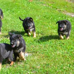 German Shepherd Puppies from Haus Morrisson German Shepherds