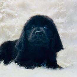 Newfoundland Puppies from Dyer Lake Newfoundland’s