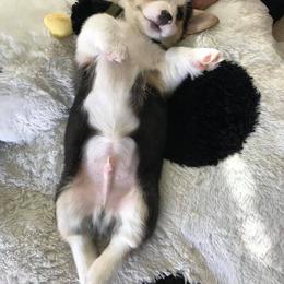 Pembroke Welsh Corgi Puppies from Wind Mountain Corgis