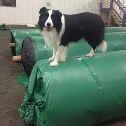 Border Collie All Grown Up from Bon-Clyde Border Collies