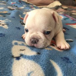 English Bulldog and French Bulldog Puppies from BB's Bulldogs