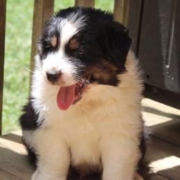 Australian Shepherd Puppies from Moss Cross Creek Aussie’s