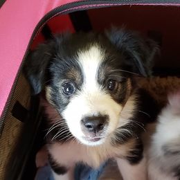 Toy Australian Shepherd Puppies from Thornton's Lil Aussies