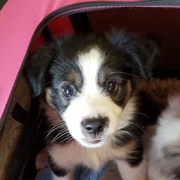 Toy Australian Shepherd Puppies from Thornton's Lil Aussies