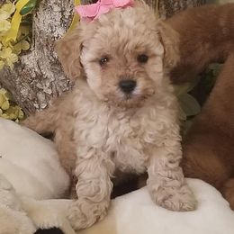 Poodle Puppies from Champion Poodles