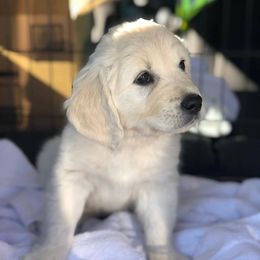 Golden Retriever Puppies from Stage Gulch Goldens