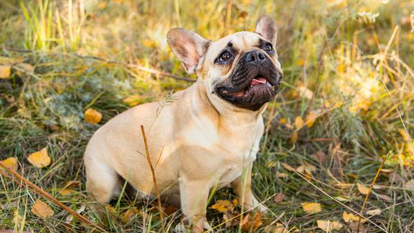 Find French Bulldog puppies for sale