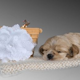 Chole's Cocker Spaniels breeder of Cocker Spaniel