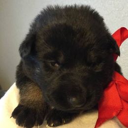 German Shepherd Puppies from Tatum Kennels