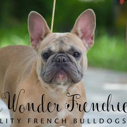 French Bulldog adult dog