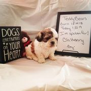 Shichon and Aussiedoodle Puppies from PTK Ranch