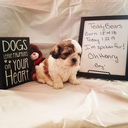 Shichon and Aussiedoodle Puppies from PTK Ranch