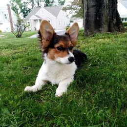 Pembroke Welsh Corgi Puppies from McFadden's Corgis